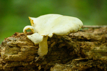 Mushroom Growing from Tree