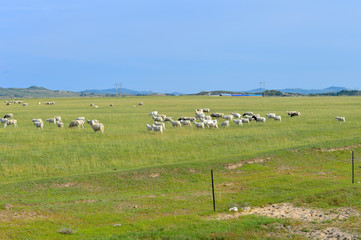 Fototapeta na wymiar Cattle herd of the grasslands