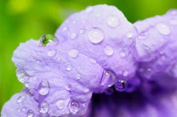 rainy season, closeup of water drops on purple flower, purity nature background