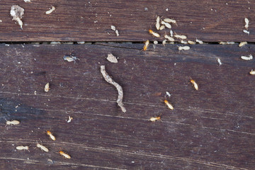 Many the termites on brown wood tables in the house.