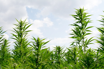 marijuana canabis on field ganja farm sativa leaf weed medical hemp hash plantation cannabis legal...