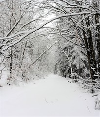 road through the snow-covered forest