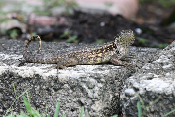 Curly tailed lizard 2