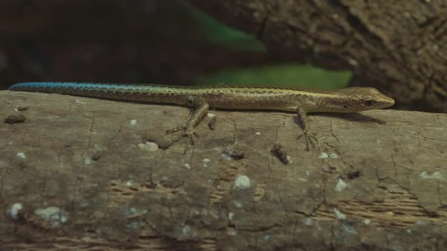 Cryptoblepharus egeriae The nearly extinct blue-tailed skink