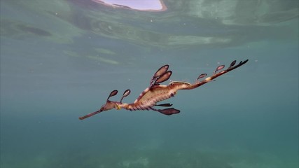 Weedy Sea Dragon in the ocean.