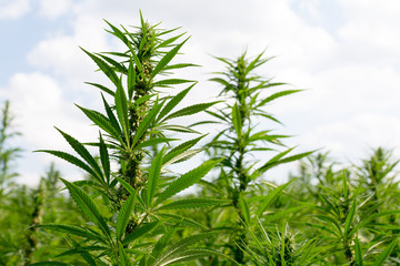 marijuana canabis on field ganja farm sativa leaf weed medical hemp hash plantation cannabis legal or illegal drug