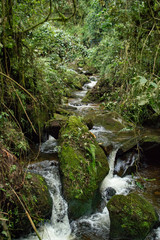 Arroyo de agua pura en medio de bosque tropical Colombiano