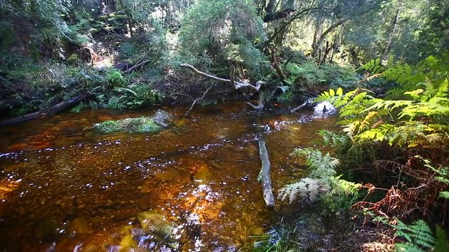 The soft quiet steams that run through the Knysna forest goudveld section. Brak water with many bends and rocks slowly flowing through this natural forest.