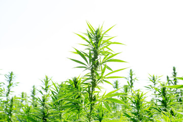 marijuana canabis on field ganja farm sativa leaf weed medical hemp hash plantation cannabis legal or illegal drug