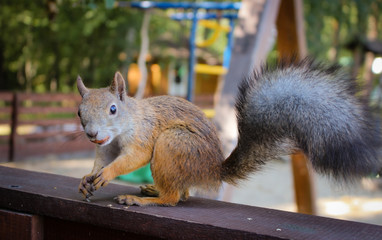 Beautiful red squirrel in the city on the playground. 