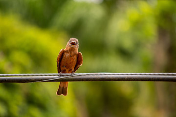 bird on a branch