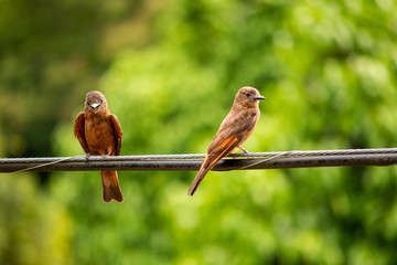 two birds