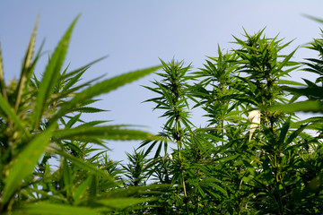 marijuana canabis on field ganja farm sativa leaf weed medical hemp hash plantation cannabis legal...