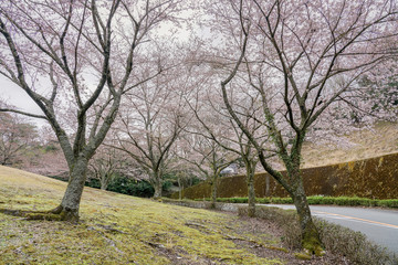 Beautiful Sakura tunnel road in Hagone, Japan