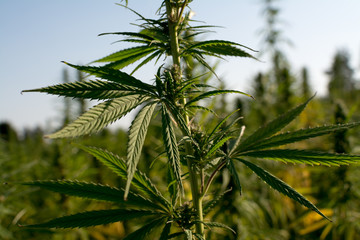 marijuana canabis on field ganja farm sativa leaf weed medical hemp hash plantation cannabis legal...