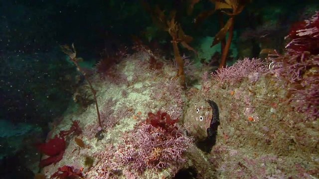 Close up shots of an Abalone shellfish underwater near California, 2010s