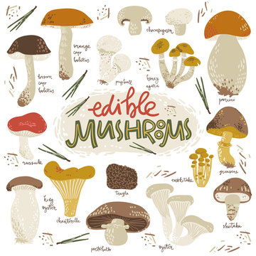 Edible musrooms. Doodle collection with signatures. Simple graphic style.
