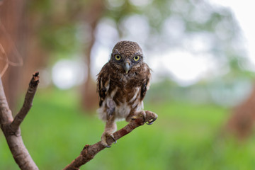 owlet