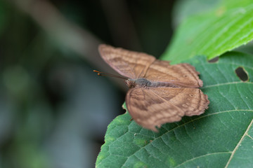 Obraz premium Brown butterfly on leaf green