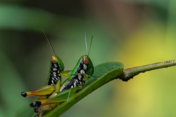Tow grasshoppers