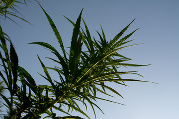 marijuana canabis on field ganja farm sativa leaf weed medical hemp hash plantation cannabis legal or illegal drug