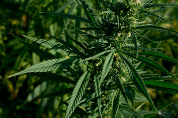 marijuana canabis on field ganja farm sativa leaf weed medical hemp hash plantation cannabis legal...