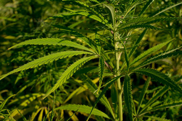 marijuana canabis on field ganja farm sativa leaf weed medical hemp hash plantation cannabis legal or illegal drug
