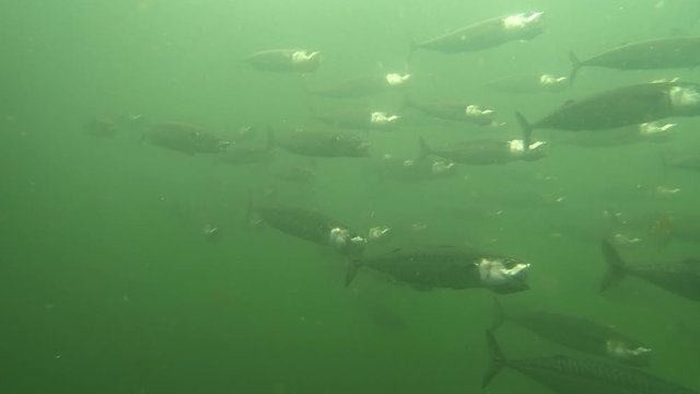 Mackerel fish eating plastic microplastic with open mouth
