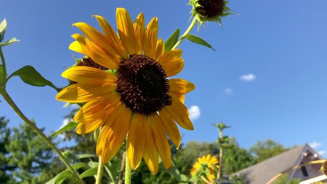 bees buzzing around sun flowers in slo-mo