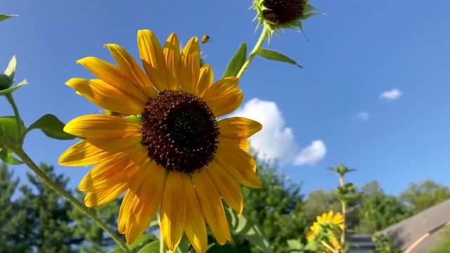 bees buzzing around sun flowers