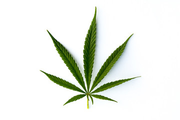 marijuana canabis leaf on field ganja farm sativa leaf weed medical hemp hash plantation cannabis...