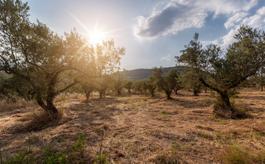 Olive trees plantation