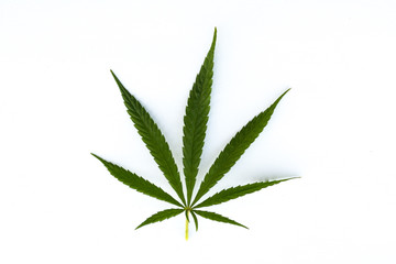 marijuana canabis leaf on field ganja farm sativa leaf weed medical hemp hash plantation cannabis legal or illegal drug leaves