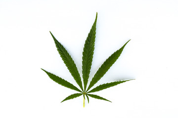 marijuana canabis leaf on field ganja farm sativa leaf weed medical hemp hash plantation cannabis...