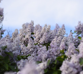 Flowers blooming lilac. Beautiful purple lilac flowers outdoors.