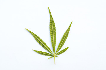 marijuana canabis leaf on field ganja farm sativa leaf weed medical hemp hash plantation cannabis legal or illegal drug leaves