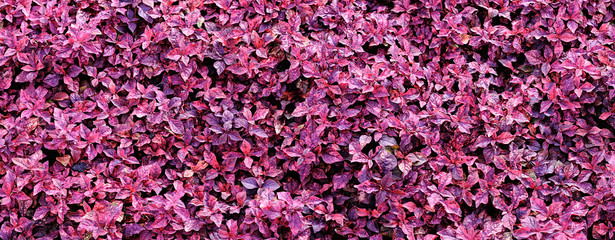Panorama tropical pink leaf in landscaping area at the garden for background