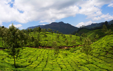 Fototapeta na wymiar Beautiful View Of Tea Plantation In Munnar, Kerala