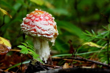 fly agaric