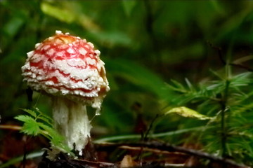fly agaric