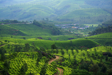 Fototapeta na wymiar Beautiful View Of Tea Plantation In Munnar, Kerala
