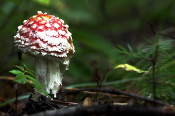 fly agaric