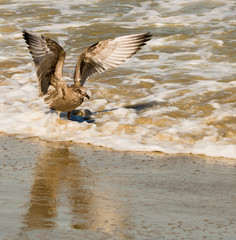 Sea gull spreading wings