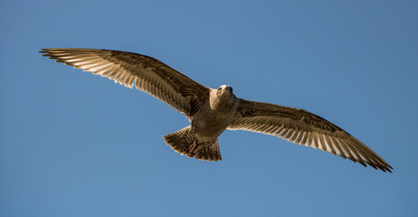 Spectrawide wings of Bird in flight 