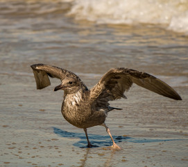 Sea gull spreading wings