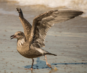 Sea gull spreading wings and flying 