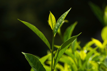 Green Tea Leaves, Munnar Kerala