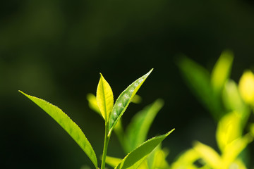 Fototapeta premium Tea Leaves At Tea Garden, Munnar Kerala