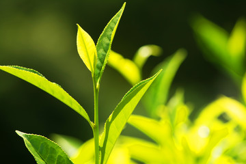 Fresh Green Tea Leaves, Munnar Kerala