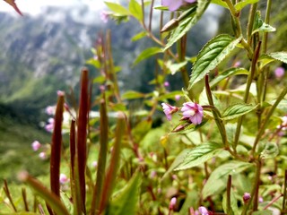 flowers on a background of blue sky